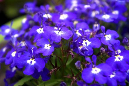 2012-7-11八紘学園菖蒲2 077.jpg